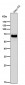 Anti-AFP/Alpha 1 Fetoprotein Rabbit Monoclonal Antibody